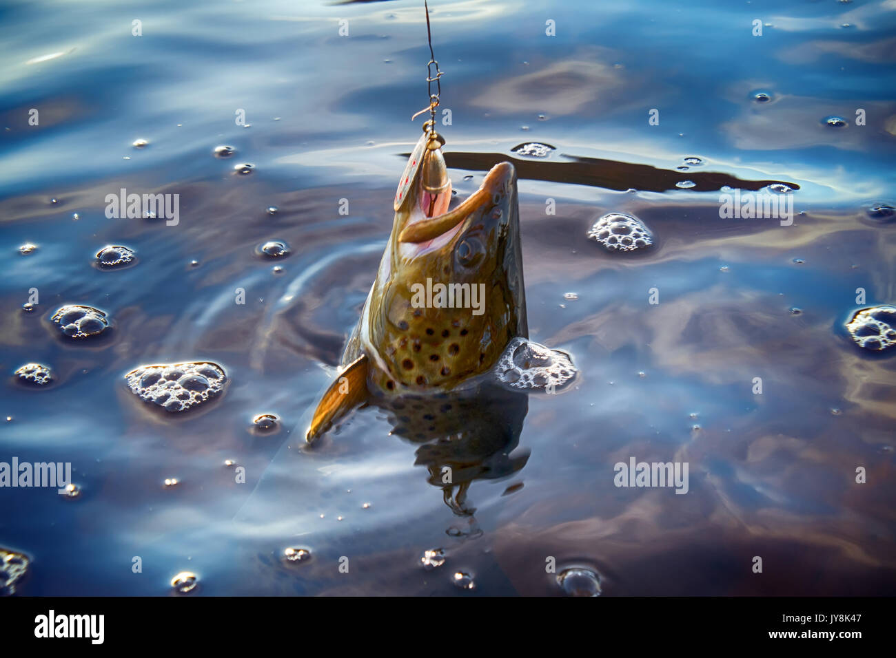 Spinnen Kder Angeln) Angeln (Forellen in Seen Skandinaviens. Bachforelle  (steelhead Regenbogenforelle, Saibling, Stier - Forelle, Halsabschneider,  Lax, Salmo trutta tr Stockfotografie - Alamy