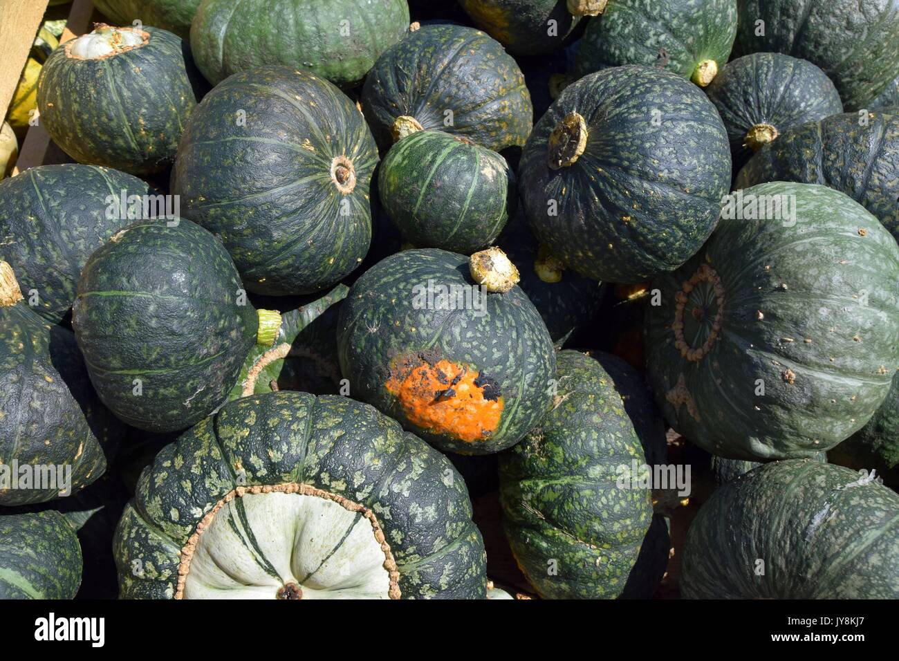 Kürbis mit verschiedenen Farben, Cucurbita, Mikrowelle, Kürbisse, rote und  grüne Hokkaido Kürbis, halloween pumkins Stockfotografie - Alamy