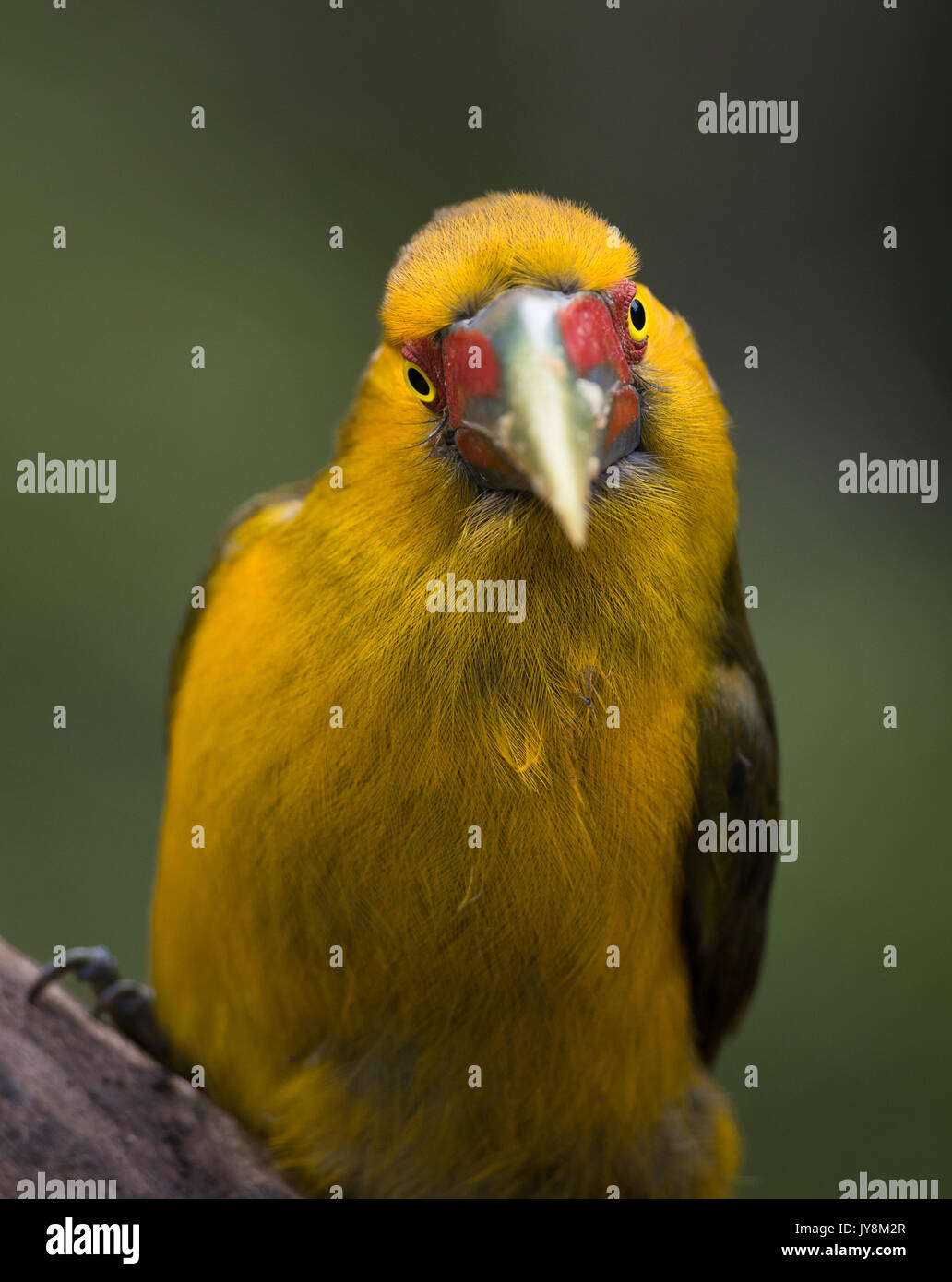 Ein Safran Toucanet direkt auf Stockfoto