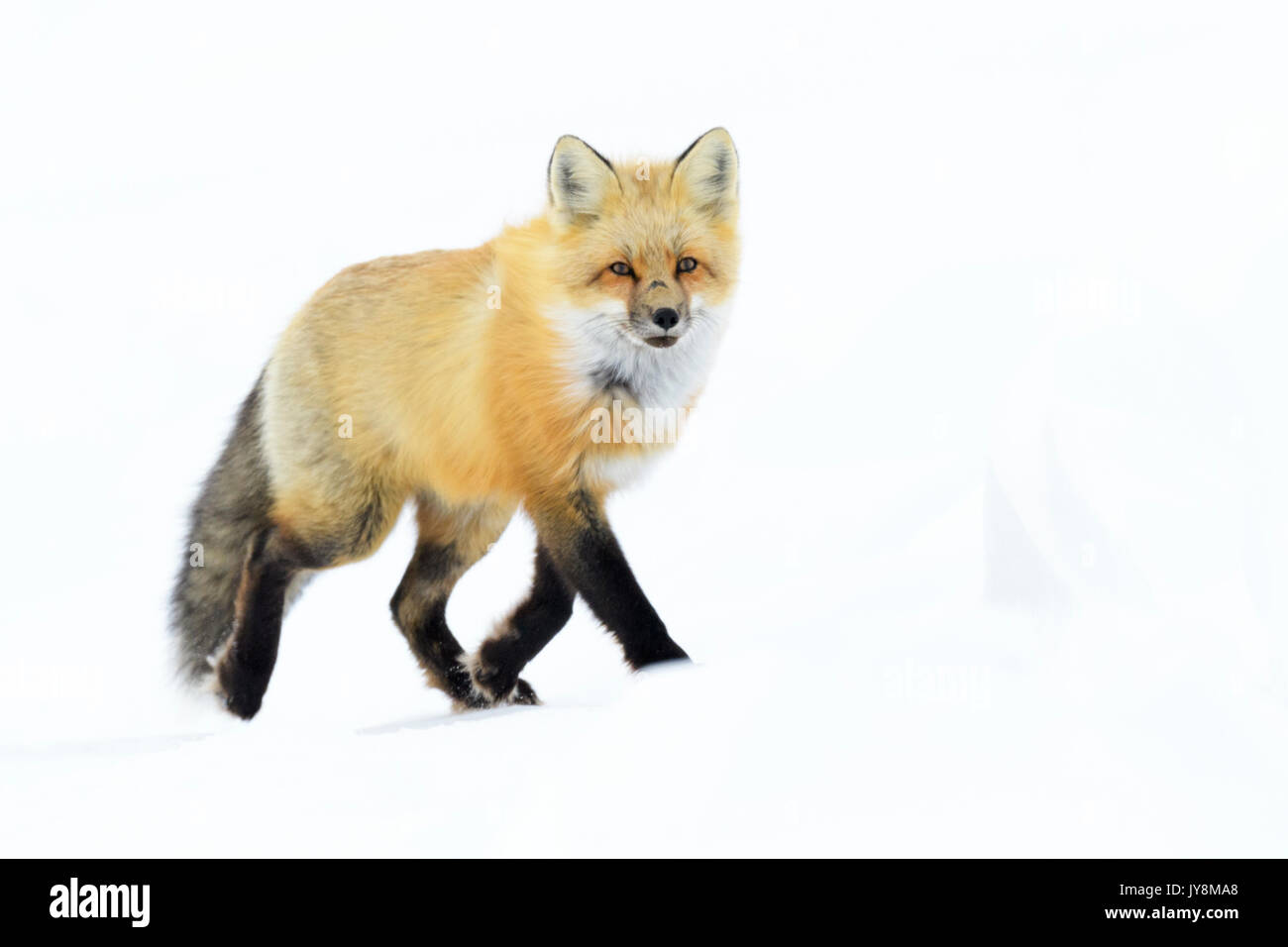 Red Fox (Vulpes vulpes) Erwachsenen, Wandern im Schnee an Kamera, Churchill, Manitoba, Kanada Stockfoto