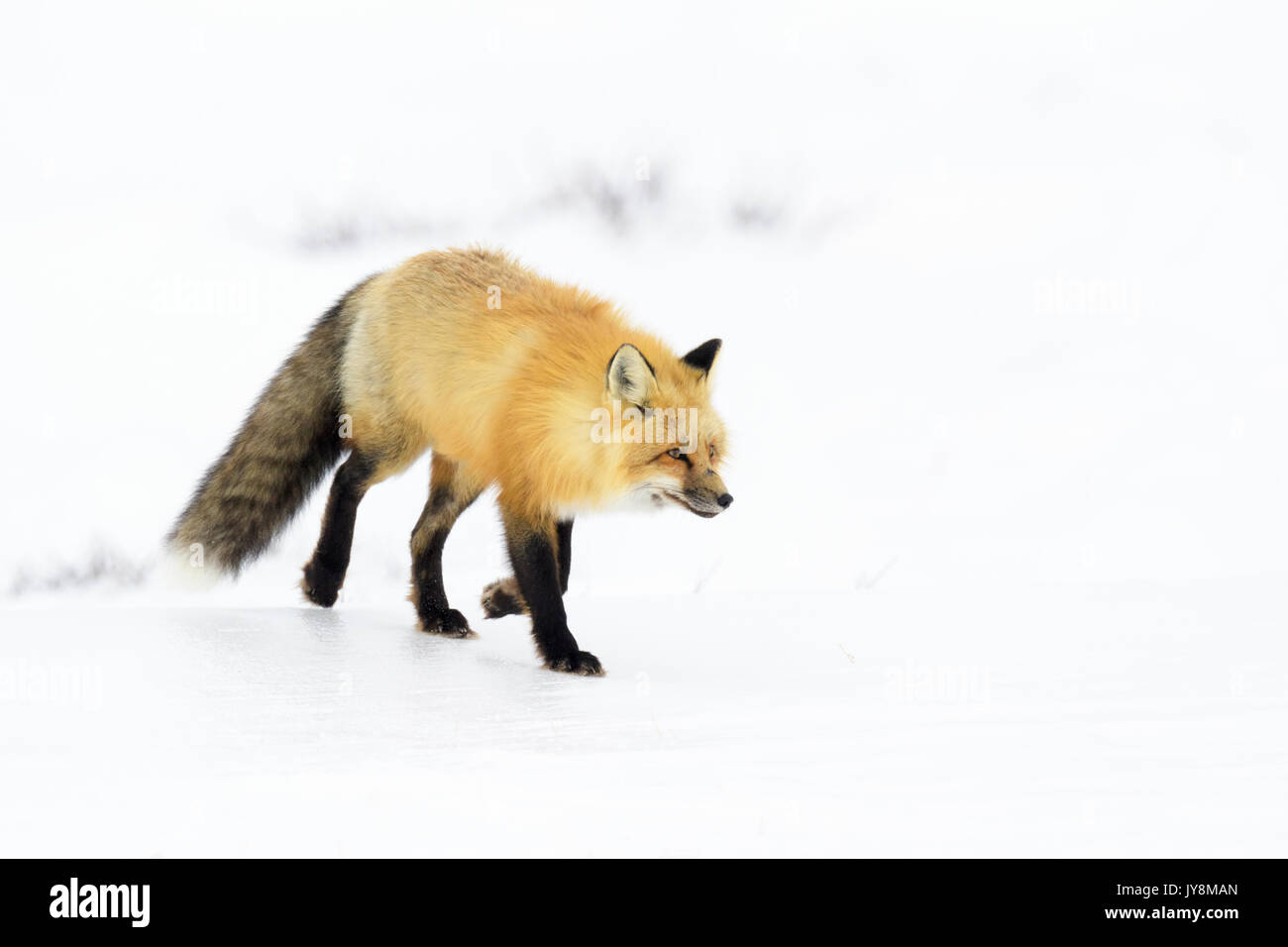 Red Fox (Vulpes vulpes) Erwachsenen, Wandern im Schnee, Churchill, Manitoba, Kanada Stockfoto
