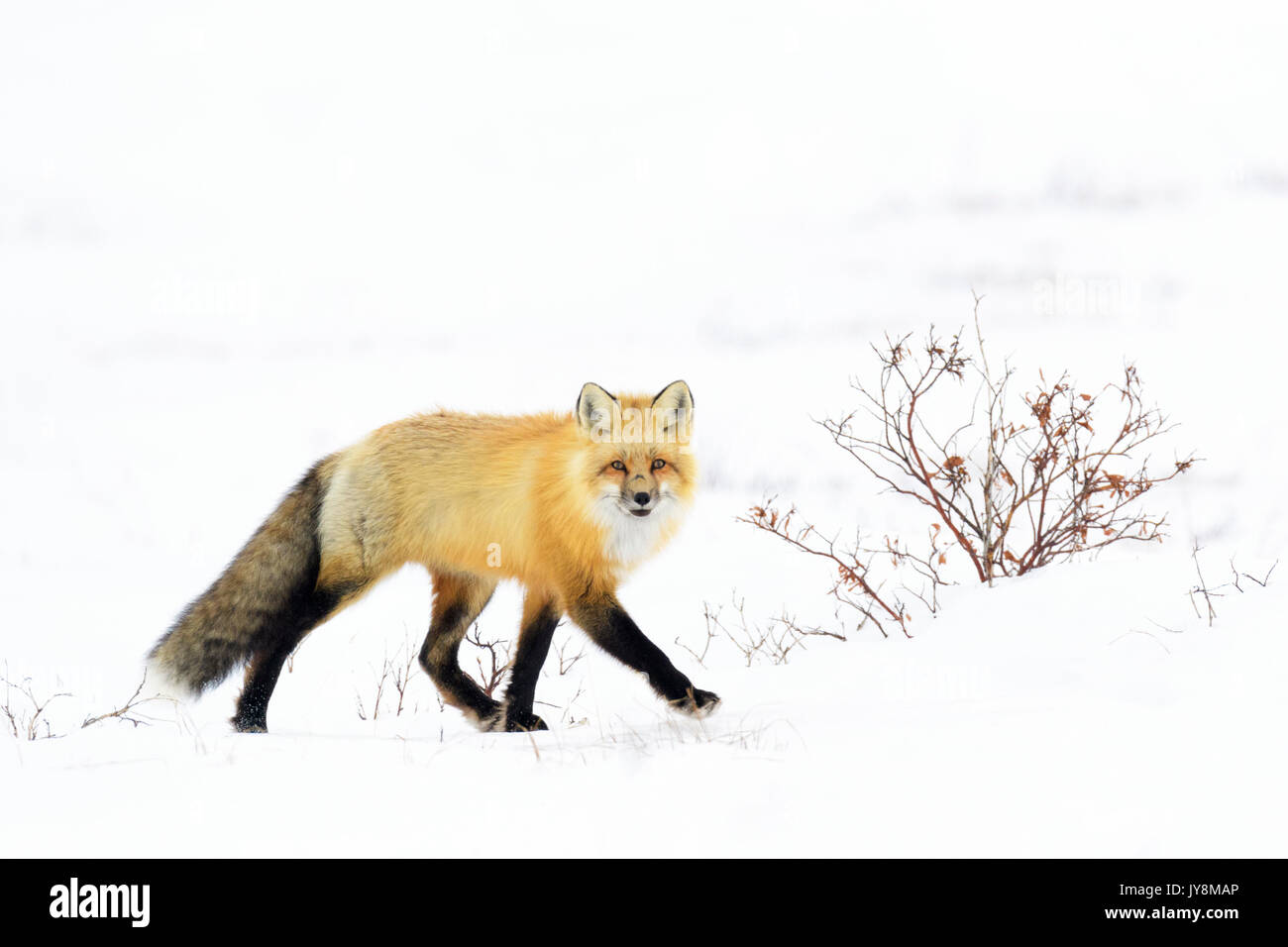 Red Fox (Vulpes vulpes) Erwachsenen, Wandern im Schnee an Kamera, Churchill, Manitoba, Kanada Stockfoto