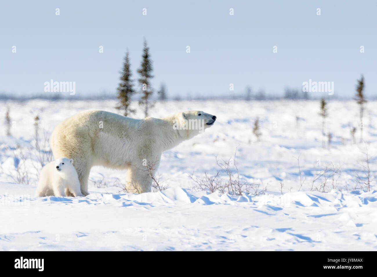 Eisbär (Ursus maritimus) mit neuen geboren Cub auf Tundra, Wapusk National Park, Manitoba, Kanada Stockfoto