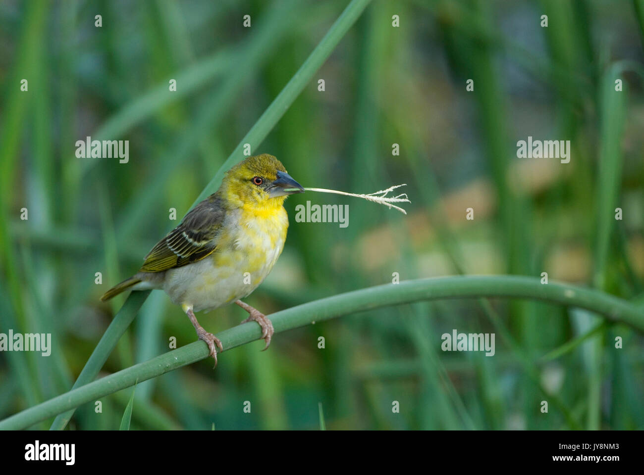 Dorf gesichert Weaver, Ploceus cucullatus, Weibchen mit Reed-/Gras im Schnabel, See Awasa, Äthiopien entdeckt Stockfoto