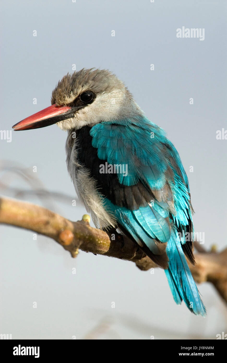 Woodland Kingfisher, Halcyon senegalensis, über den See Awasa, Äthiopien gehockt Stockfoto