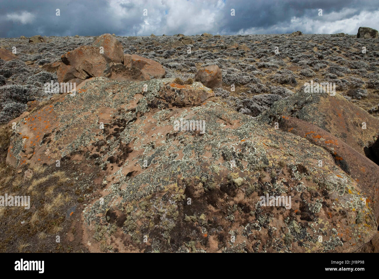 Flechten verschiedene Arten auf Rock, 4.000 m über dem Meeresspiegel, Sanetti Plateau, Bale Mountains Nationalpark, Äthiopien Stockfoto