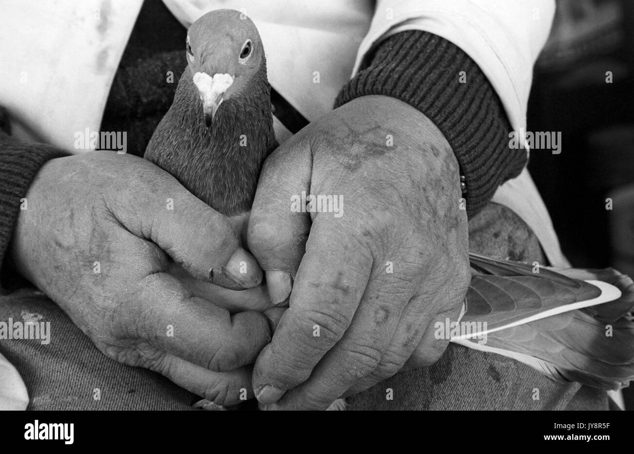 Taubenzüchter Holding seine Taube in der Hand Stockfoto