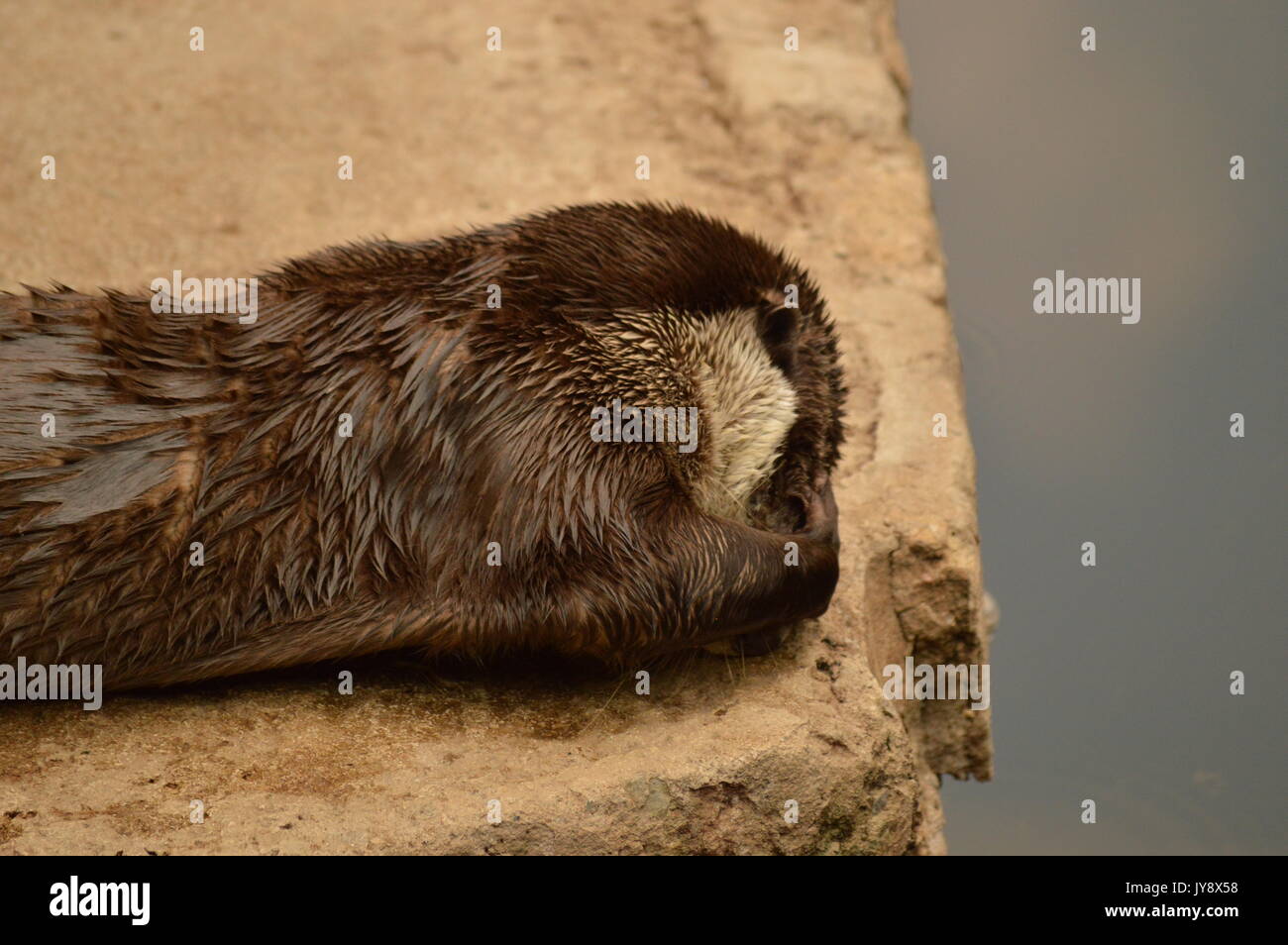 Cape Clawless Otter Stockfoto