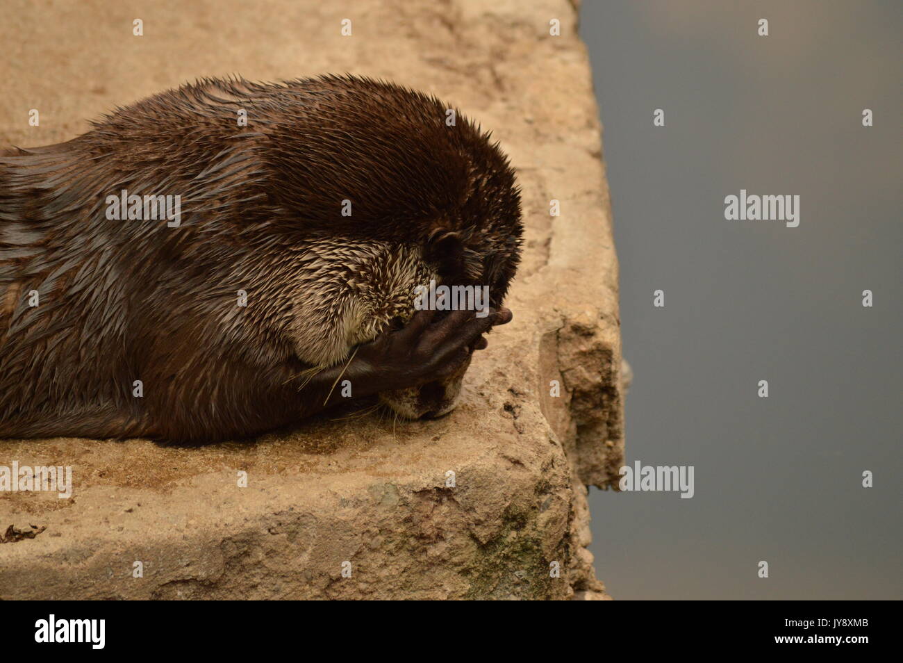 Cape Clawless Otter Stockfoto