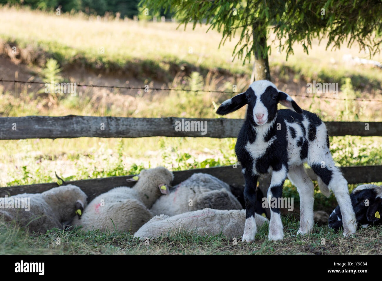 Junge Lamm stehen auf dem Rasen im Schatten Stockfoto