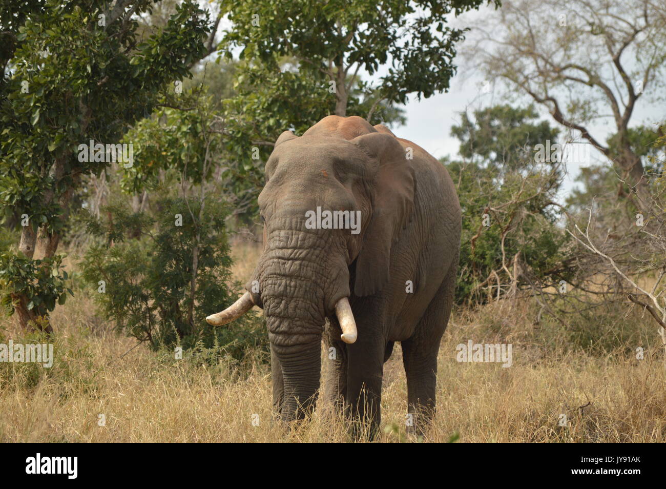 Afrikanischer Elefant Stockfoto