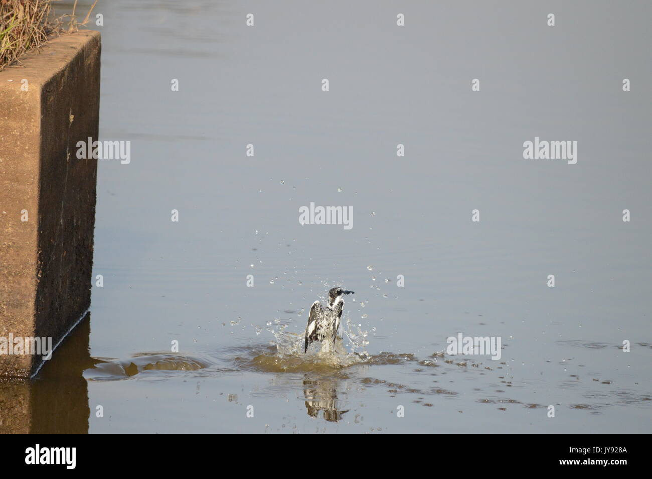 pied kingfisher Stockfoto