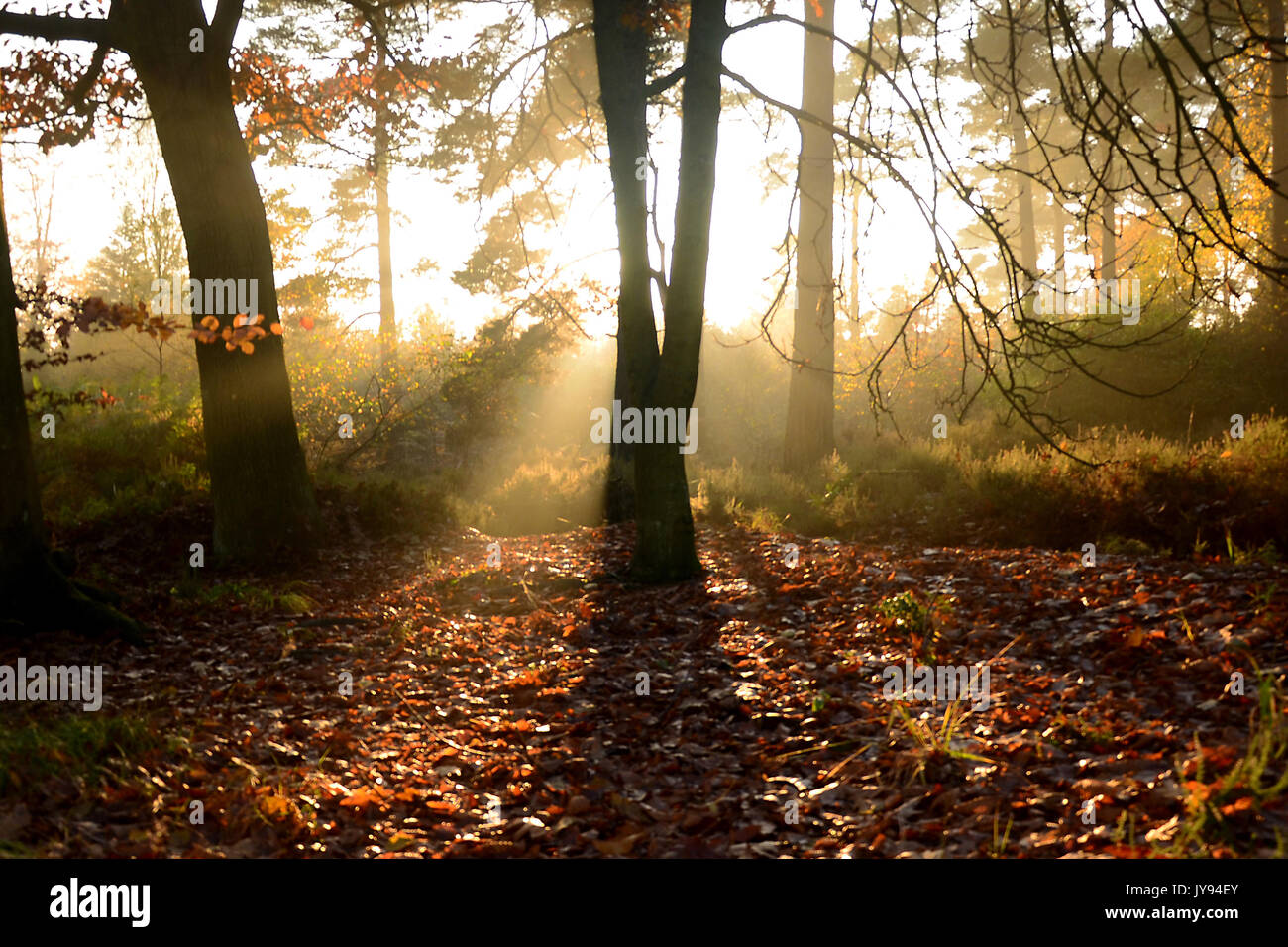 Dalby Forest National Park in North Yorkshire Holzproduktion Stockfoto