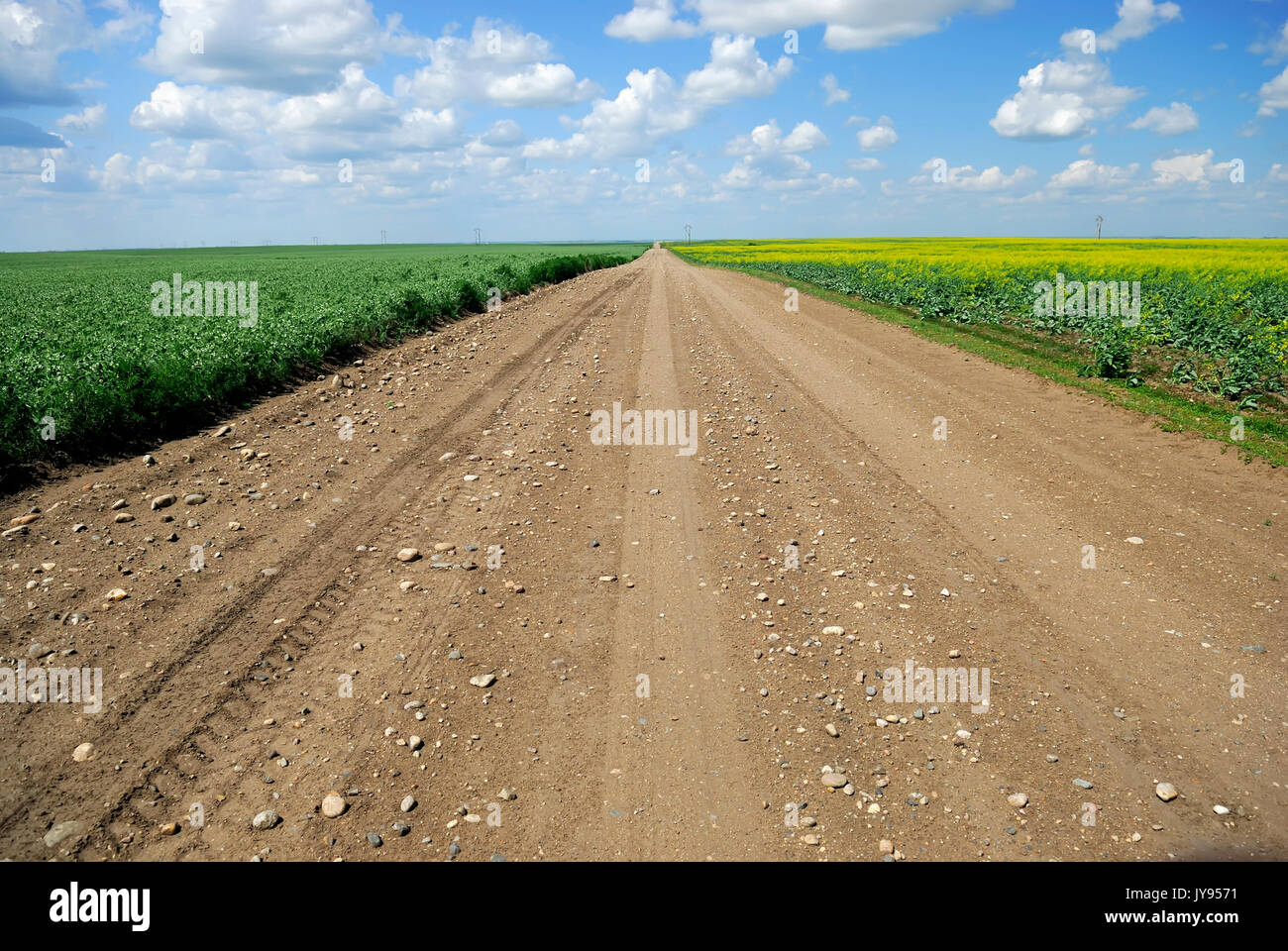 Ein Feldweg in Saskatchewan Ackerland zwischen unreifen duram Weizen und Raps Getreide. Stockfoto