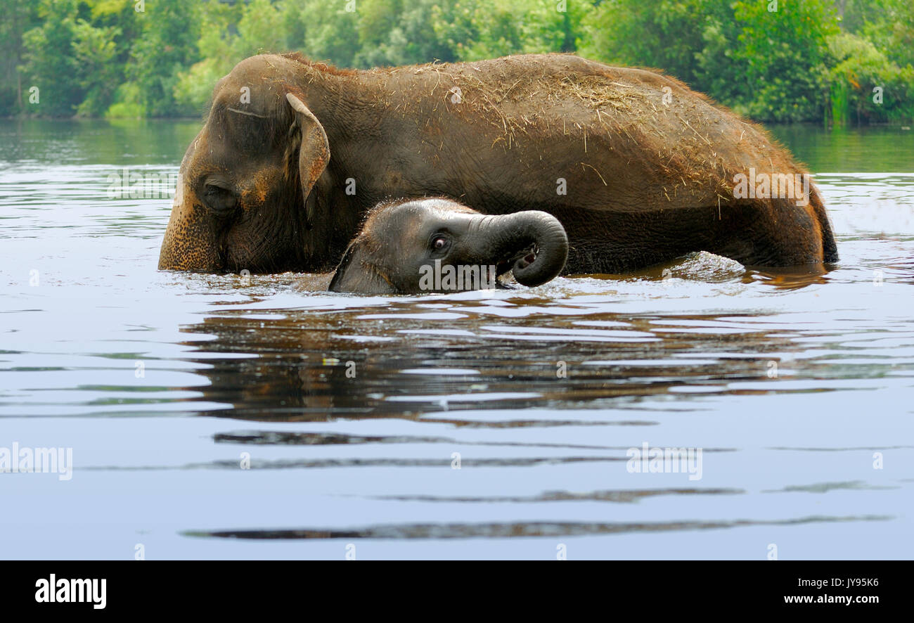 Ein Elefant, der Mutter und ihrem Baby baden Körper von Wasser Stockfoto