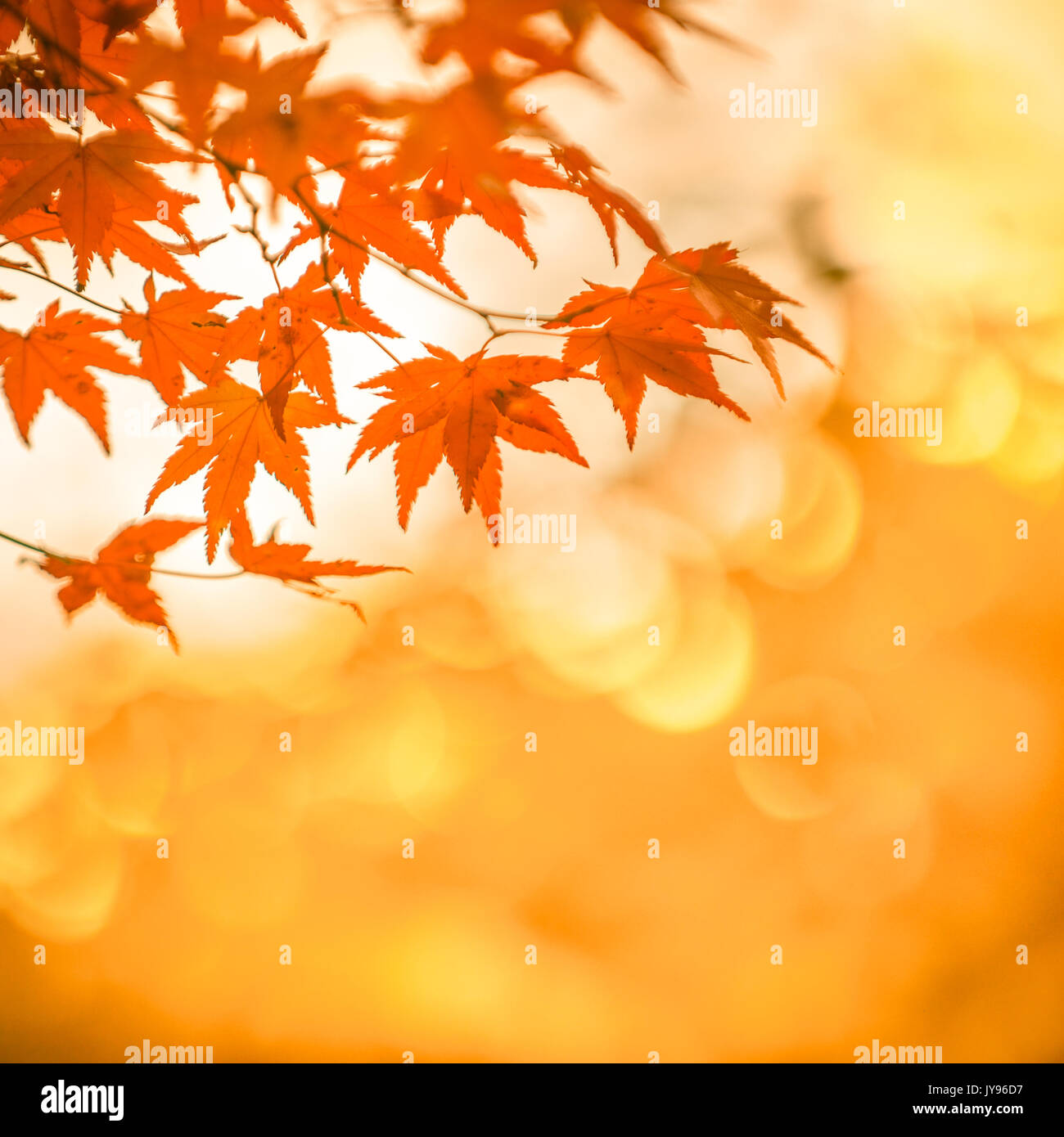 herbstliche Hintergrund, Blätter leicht defokussierten rote marple Stockfoto