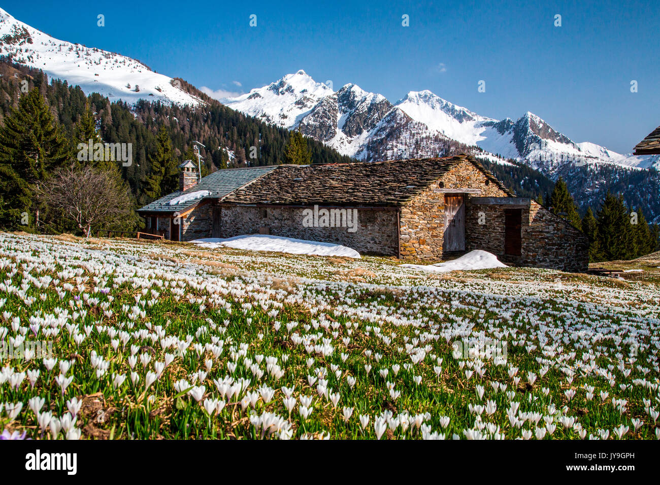 Hütten von Corte Grande, umgeben von den Farben des Frühlings und Crocus. bitto Valley. Bergamasker Alpen. valtellina Lombardei, Italien, Europa Stockfoto