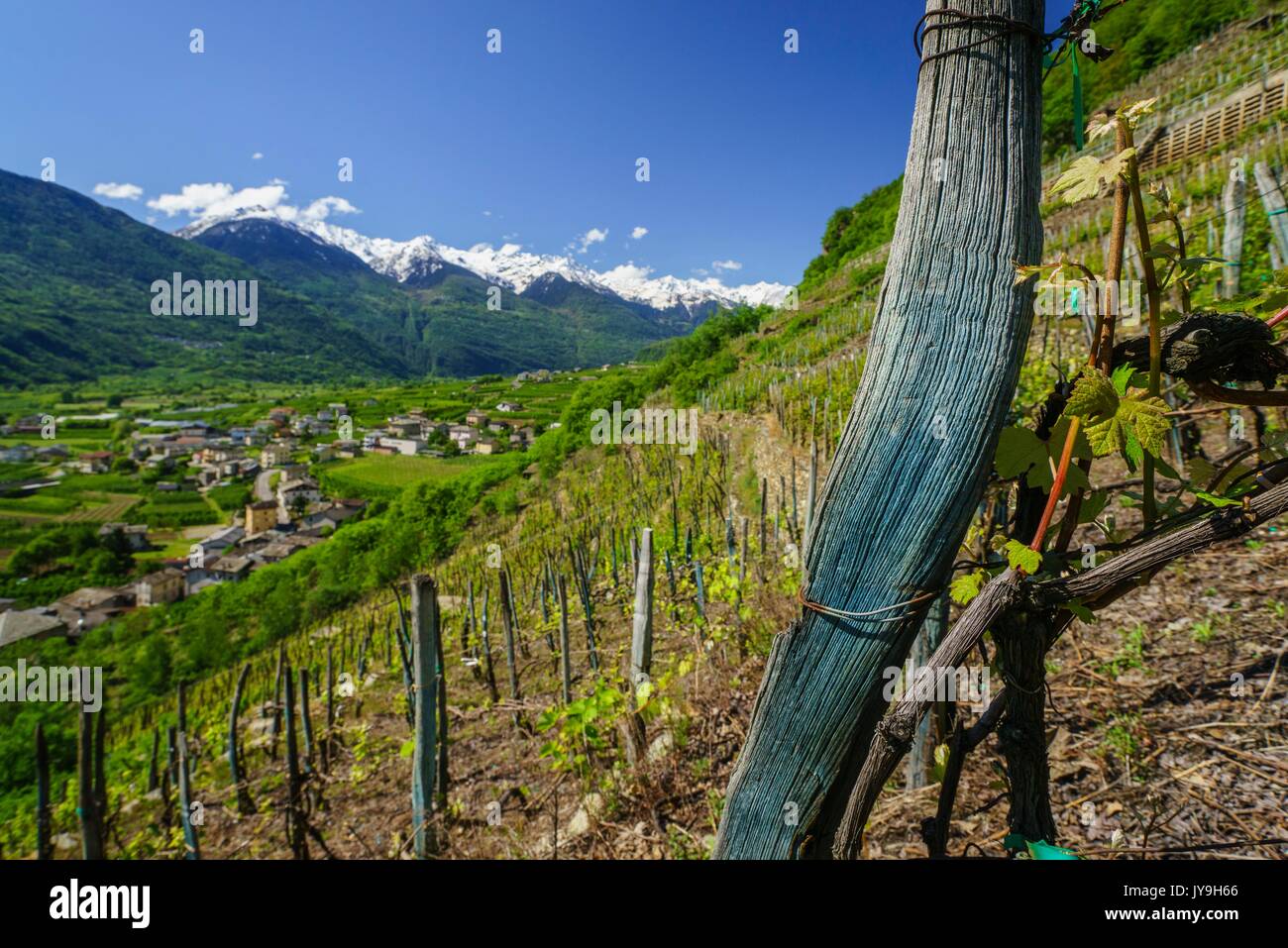 Die Weinberge des Valtellina auf Terrassen mit der Rhätischen Seite gebaut. Lombardei, Italien, Europa Stockfoto