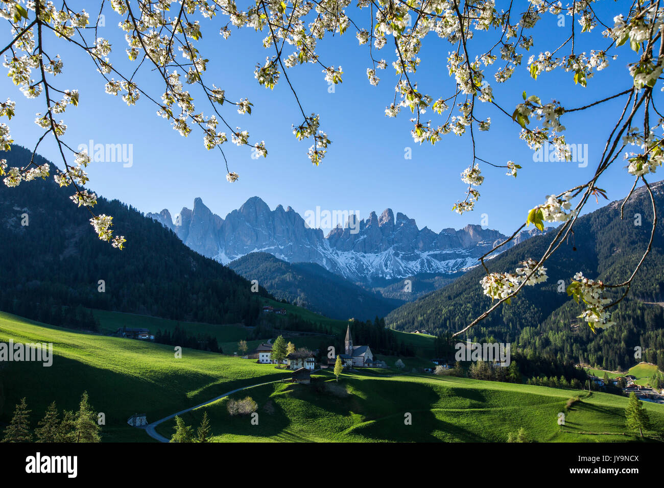 Blühende Rahmen das Dorf St. Magdalena und der Geisler-Gruppe. Villnösser Tal Südtirol Dolomiten Italien Europa Stockfoto