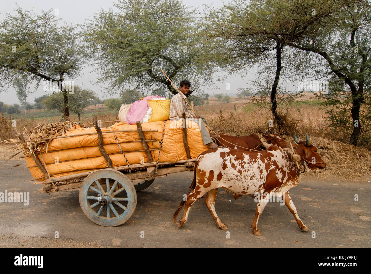 Indien Madhya Pradesh, Baumwolle Landwirtschaft, Landwirt transport Baumwollernte von Ochsenkarren zu Auktion/INDIEN Madhya Pradesh, Baumwollanbau, Landwirt transportiert Baumwollernte mit Ochsengespann zur Auktion Stockfoto