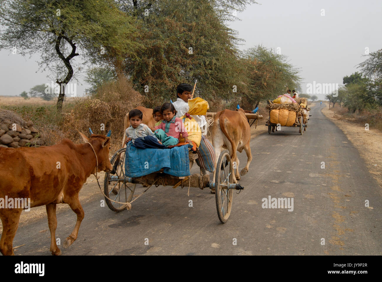 Indien Madhya Pradesh, Baumwolle Landwirtschaft, Landwirt transport Baumwollernte von Ochsenkarren zu Auktion/INDIEN Madhya Pradesh, Baumwollanbau, Landwirt transportiert Baumwollernte mit Ochsengespann zur Auktion Stockfoto