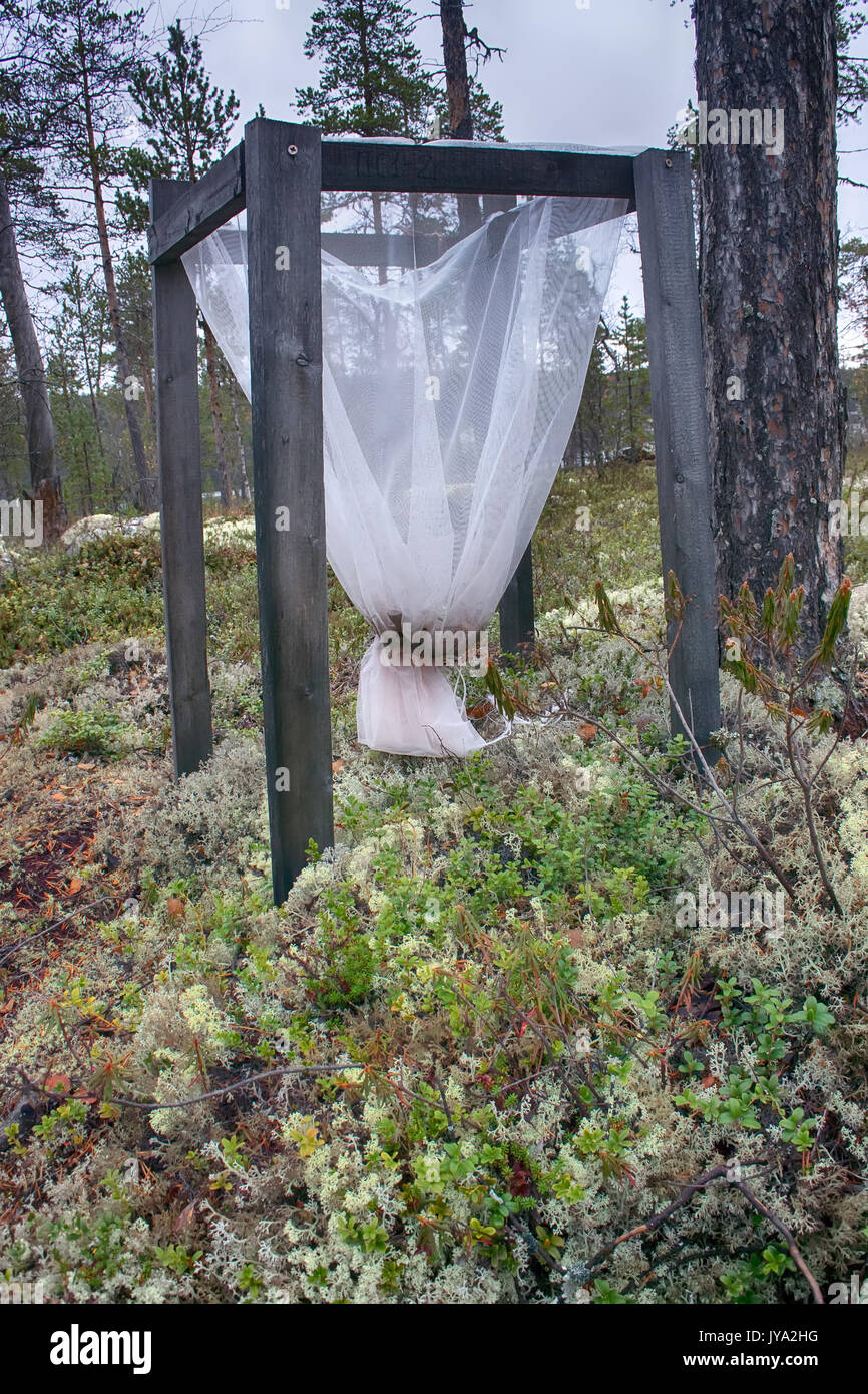 Wissenschaft, Ökologie, Waldökologie und Forstwirtschaft. Wald Blatt wurf wurf Produktion Preise - main-Methode der Forschung Ökosystem Wald. Nadelholz fr Stockfoto