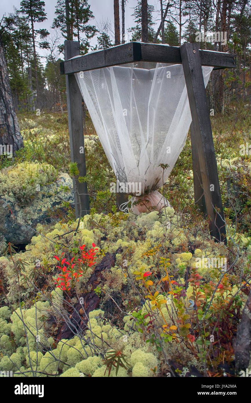 Wissenschaft, Ökologie, Waldökologie und Forstwirtschaft. Wald Blatt wurf wurf Produktion Preise - main-Methode der Forschung Ökosystem Wald. Nadelholz fr Stockfoto