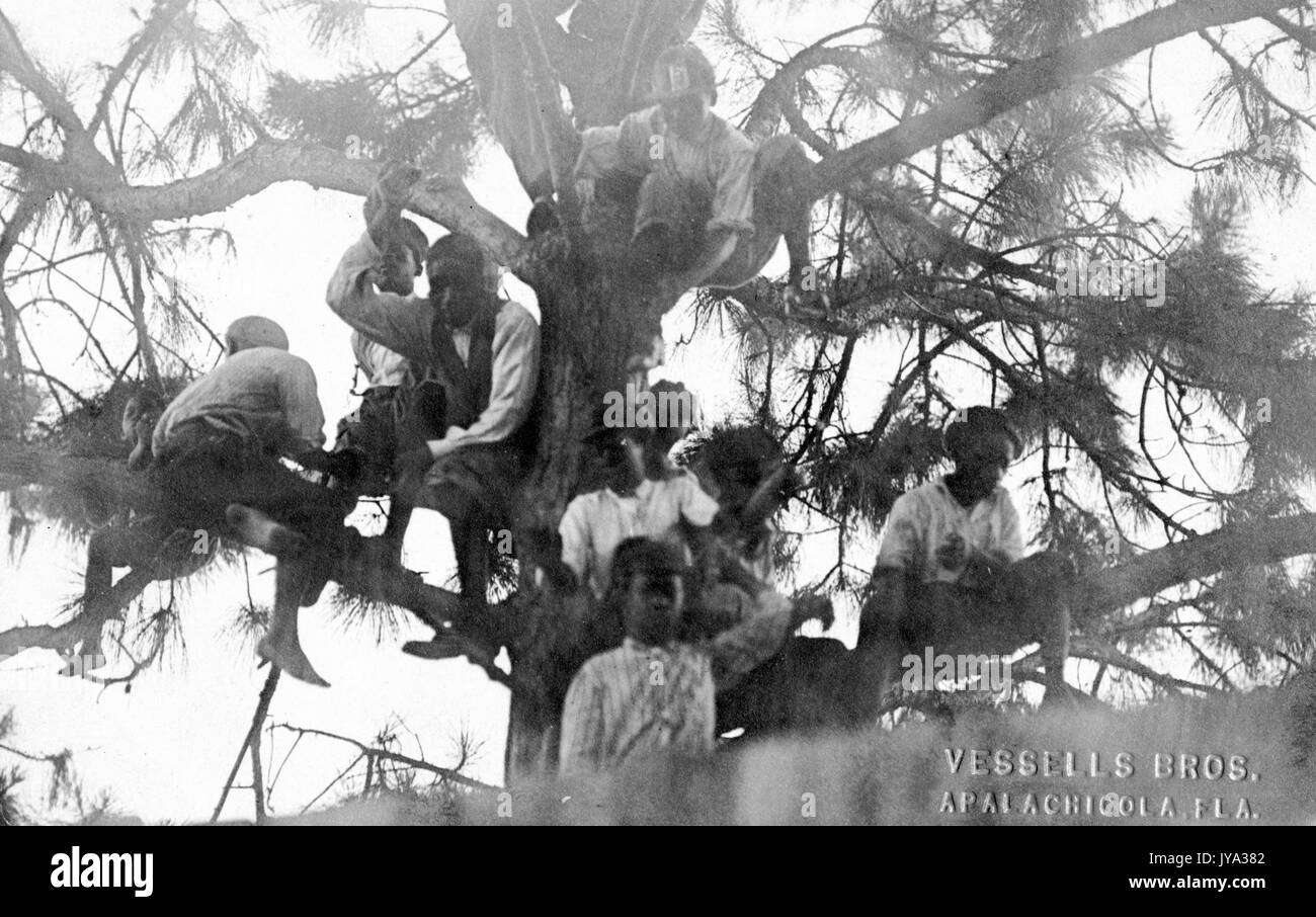 Verblichenes Bild einer großen Gruppe afroamerikanischer Kinder, die auf einem Baum klettern und sich in ihren Zweigen entspannen, Apalachicola, Florida, 1932. Stockfoto