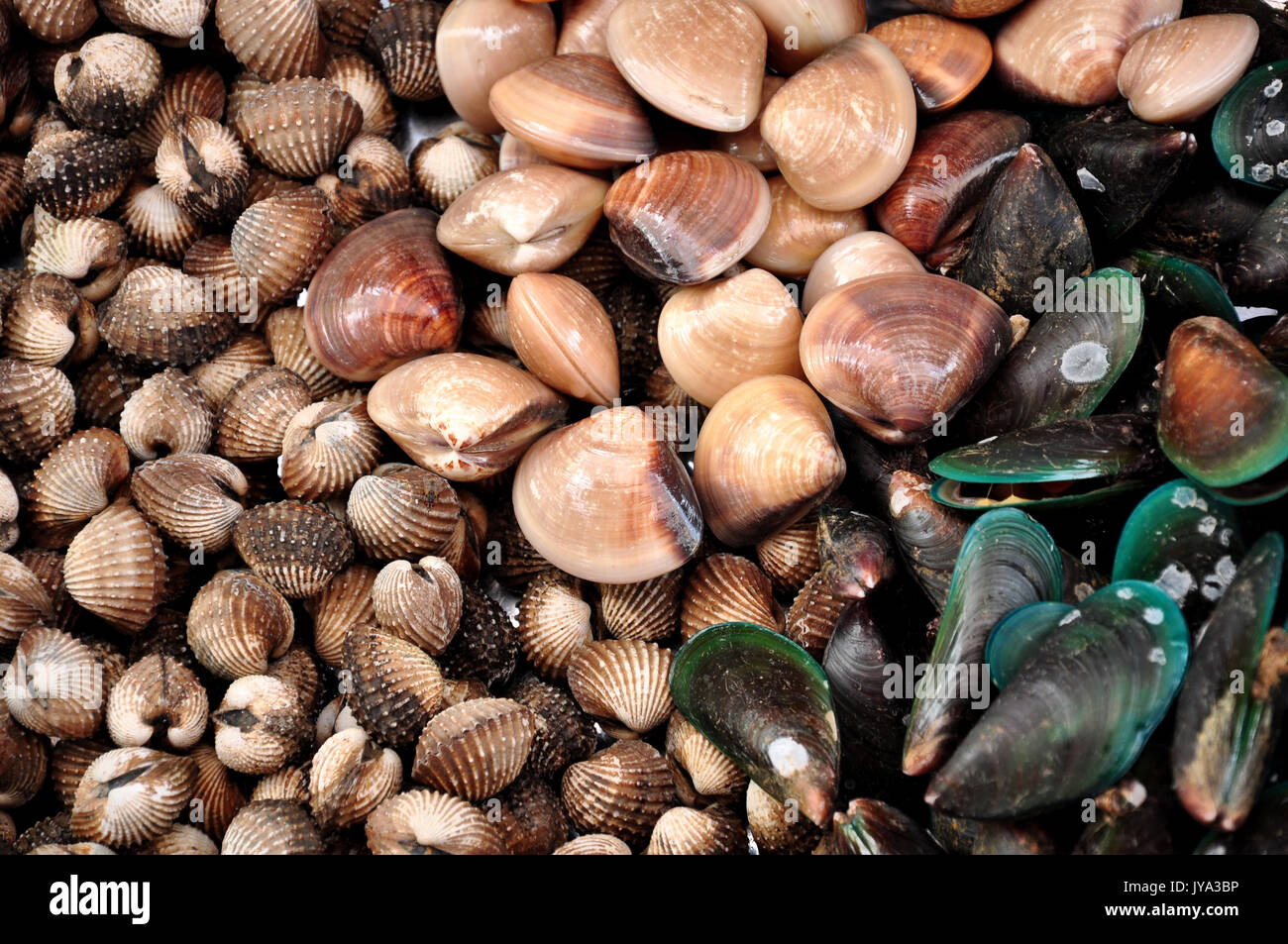 Eine Muschel oder Sea Shell, auch einfach als Shell bezeichnet, ist ein hartes, äußere Schicht um ein Tier, das im Meer leben. Stockfoto
