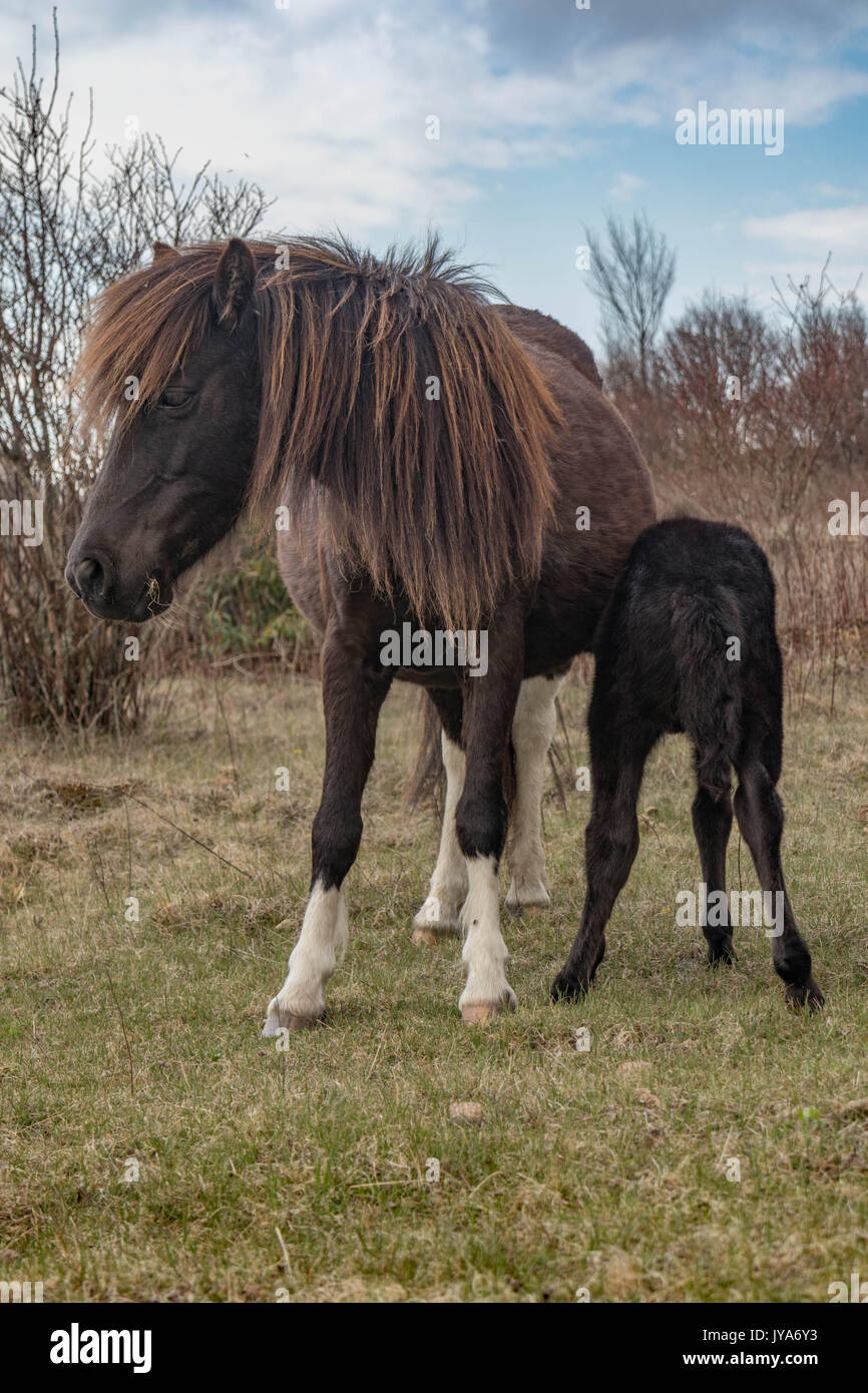 Wildes Pony und schwarzen Fohlen am Grayson Hochland State Park Stockfoto