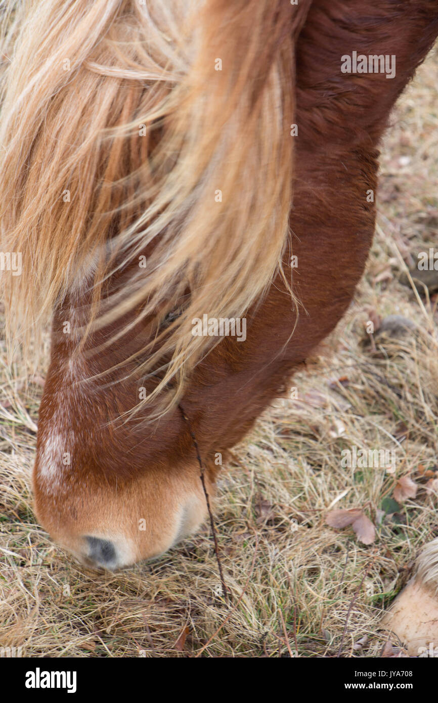 Wildes Pony am Grayson Hochland State Park, Close-up Stockfoto