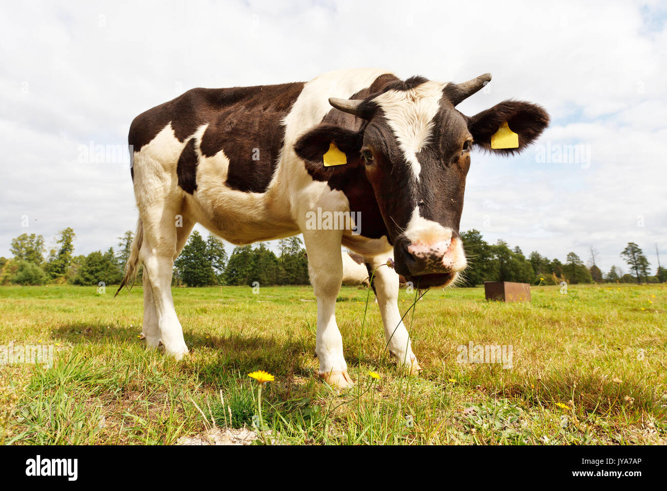 Lustige kuh -Fotos und -Bildmaterial in hoher Auflösung – Alamy