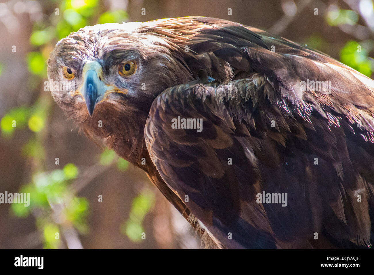 Eagle's Stare Stockfoto