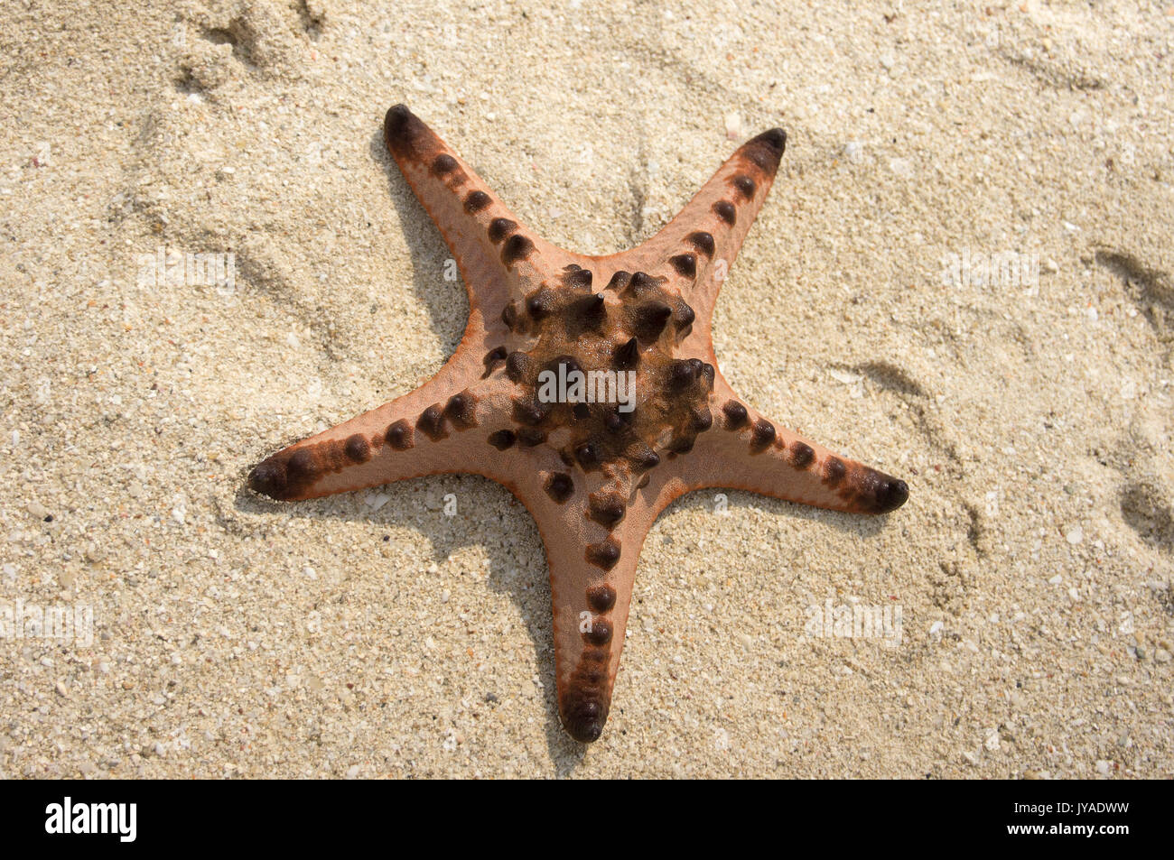 Braun rosa Stern Fisch auf einem tropischen weißen Sandstrand in der Nähe des Ozeans am Tag. Stockfoto