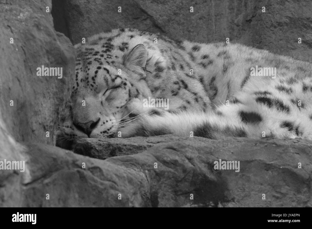 Snow Leopard auf einem Felsen schlafen Stockfoto