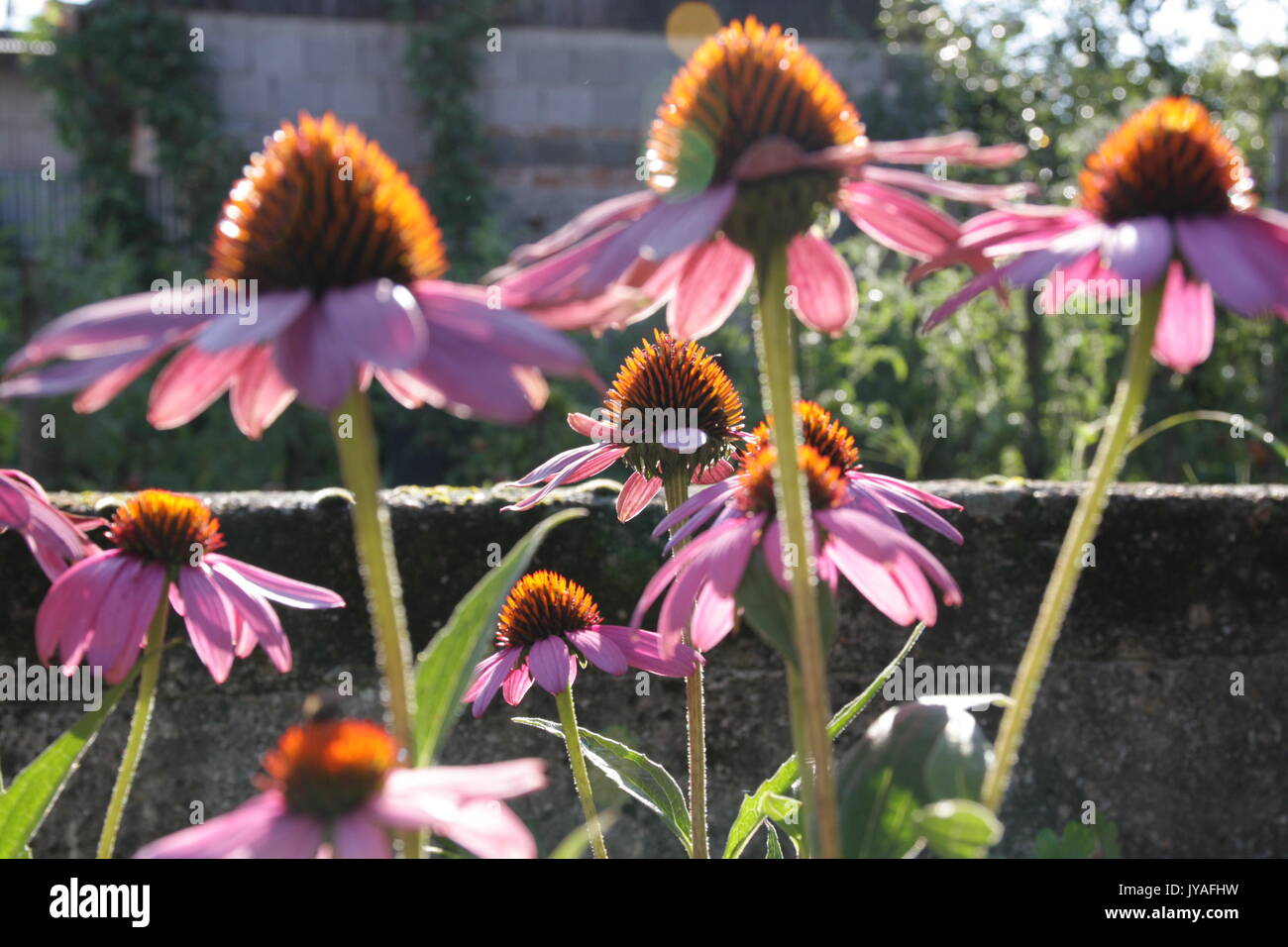 Blumenbeete mit Lila Coneflowers, Echinacea purpurea. Stockfoto