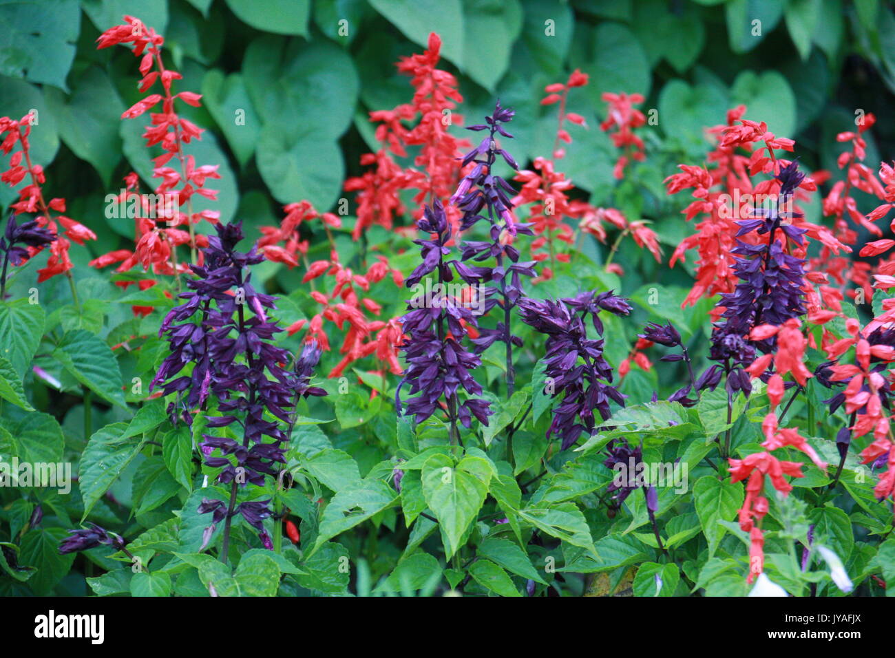 Schönen Garten Pflanze der Salbei Fotografie im Hinterhof Pflanzen und Blumenbeete. Stockfoto