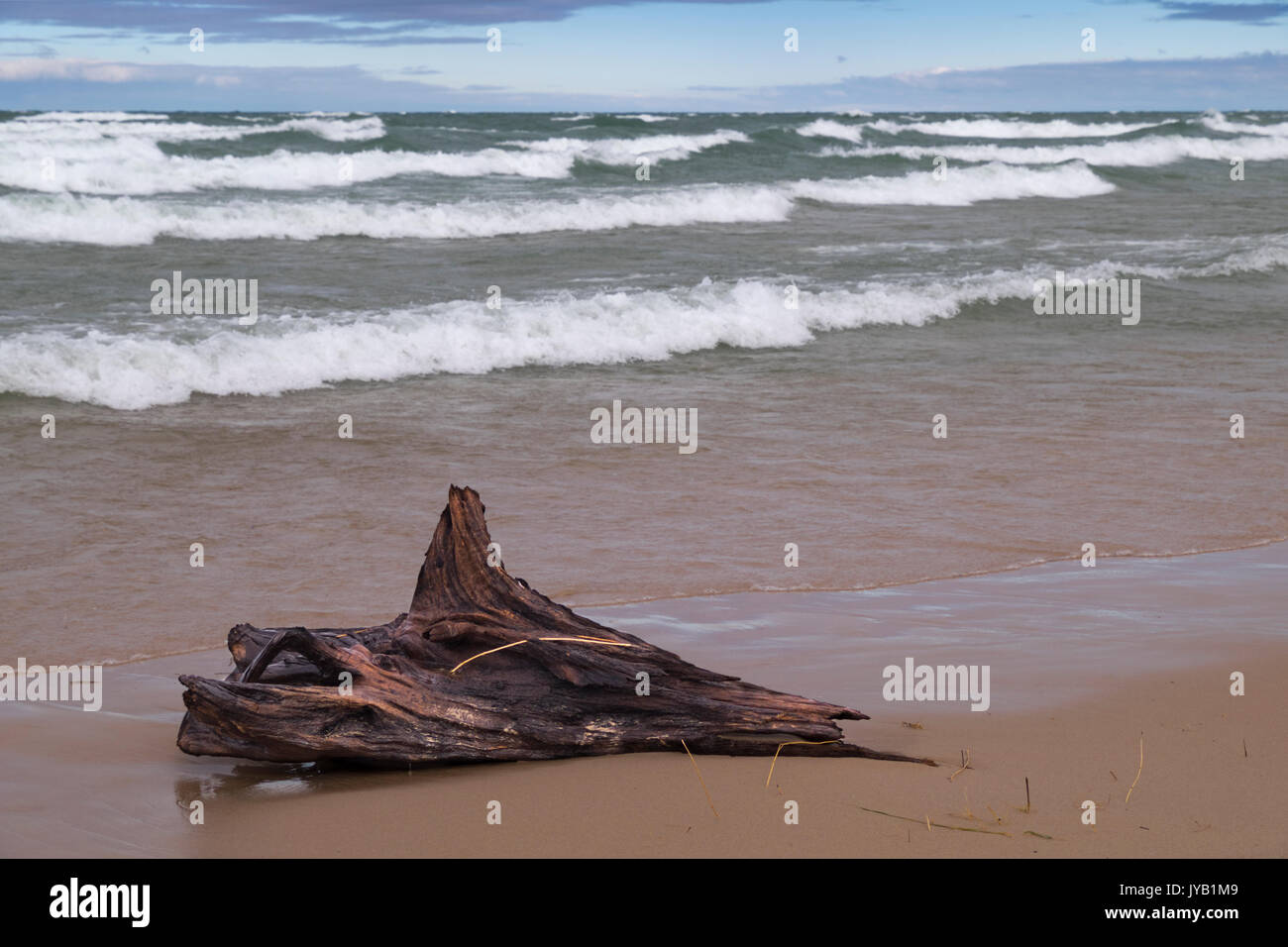 Angeschwemmte Treibholz am Strand von Lake Michigan in der Nähe von Montague, Michigan während einer Mitte August Sturm. Stockfoto