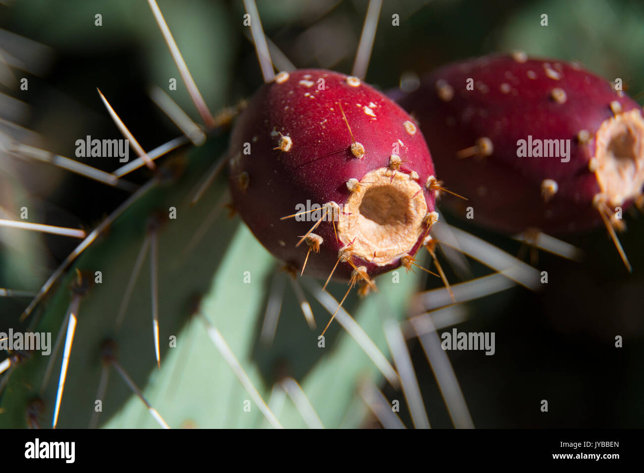 Stachelige Frucht Stockfoto