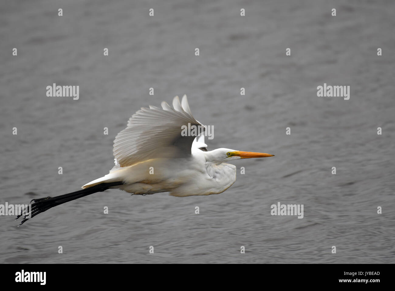 Silberreiher fliegen über Marsh Stockfoto