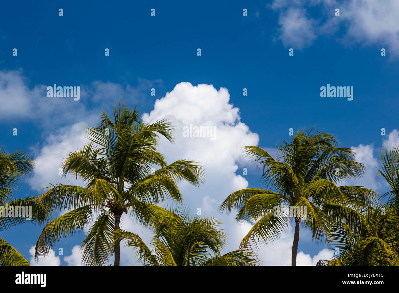 Zu tropischen Palmen mit blauem Himmel in Florida Stockfoto