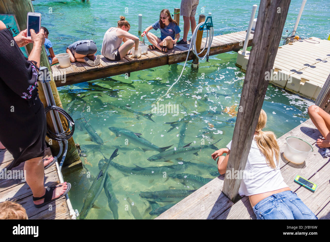 Touristen die Tarpon fressen in Robbies Marina in Islamorada, Florida Keys Stockfoto