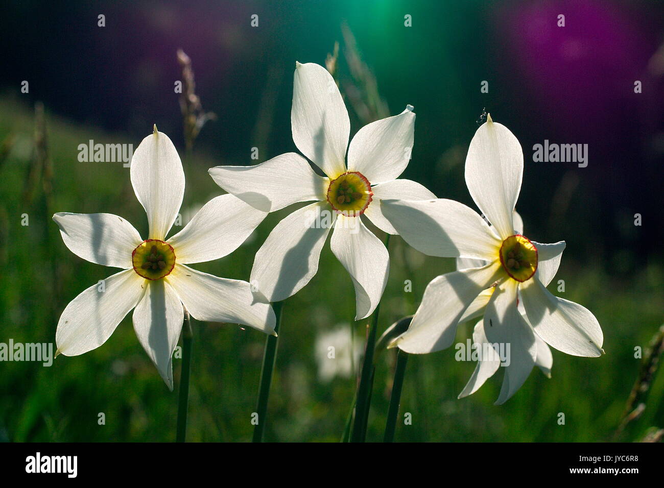 Narziss ist eine Gattung der vor allem Hardy, meist Frühling-blühenden, bauchigen Stauden im Amaryllis Familie, unterfamilie Amaryllidoideae. Verschiedene gemeinsame n Stockfoto