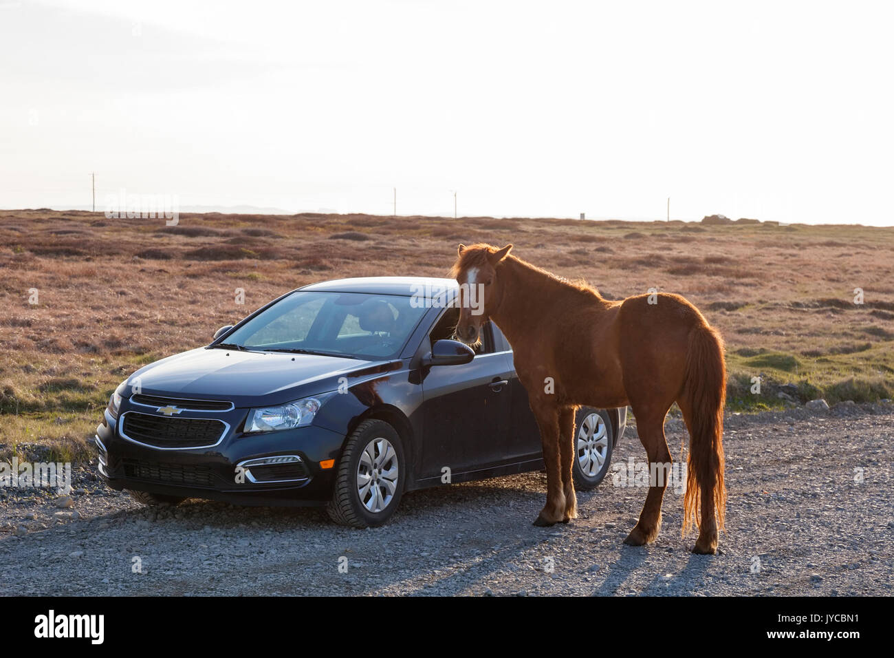 Pferd in der nähe des autos -Fotos und -Bildmaterial in hoher Auflösung –  Alamy