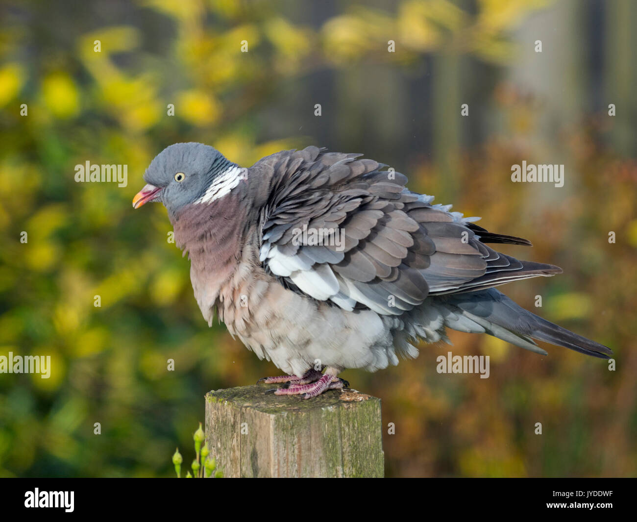 Ringeltaube Columba palumbus Putzen auf Garten Rose trellis Stockfoto