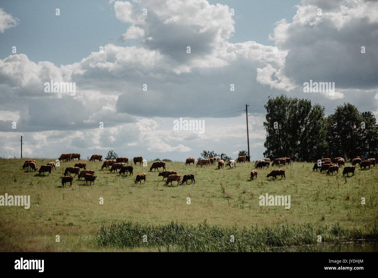 Braune Kühe auf der grünen Wiese und blauer Himmel mit Wolken Cumulus in Lettland, Vintage Effekt mit Getreide Stockfoto