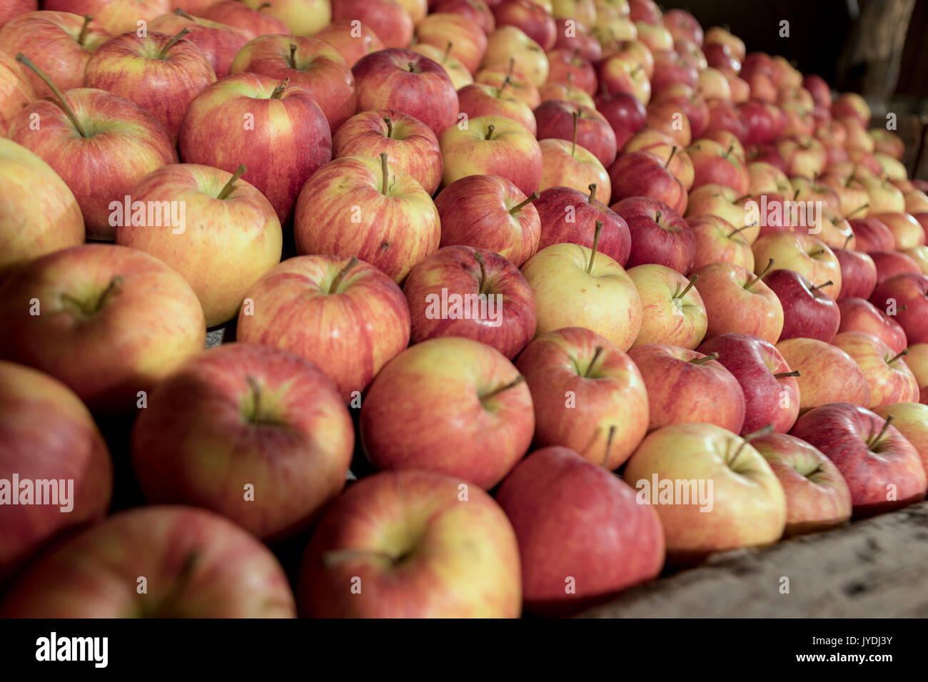 Das leckere und gesunde Äpfel der Valtellina Lombardei Italien Europa Stockfoto