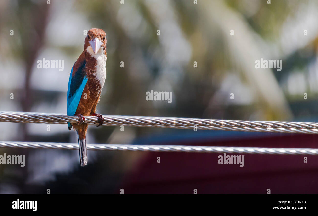 Ein Vogel sitzt auf einem Zaun und Suchen vorne Stockfoto