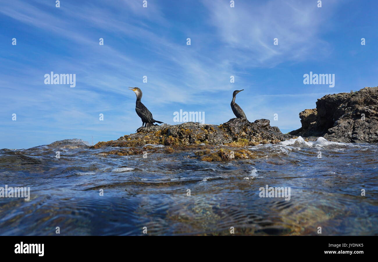 Zwei Kormorane Vögel ruht auf einem Felsen an der Küste, von der Wasseroberfläche gesehen, Mittelmeer, Spanien, Costa Brava, El Port de la Selva, Katalonien Stockfoto