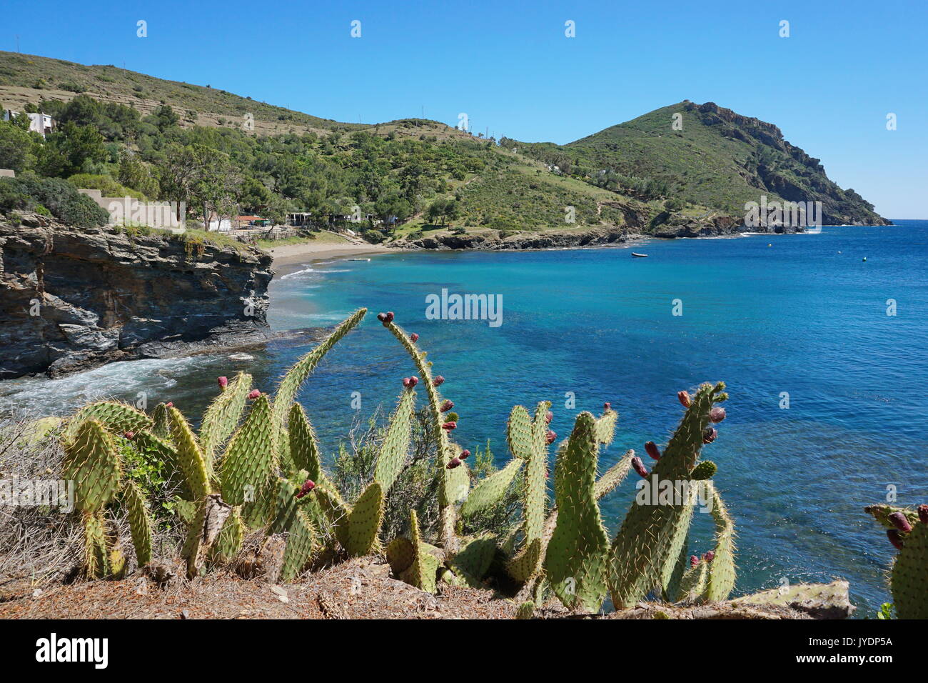 Spanien Costa Brava Küstenlandschaft, Cala La Pelosa und das Cap Norfeu mit Kakteen im Vordergrund, Mittelmeer, Alt Emporda, Girona, Katalonien Stockfoto